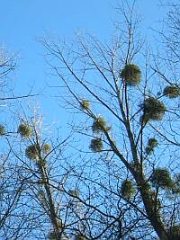 Arbres de Suisse romande