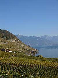 Terrasses et vignes de Rivaz